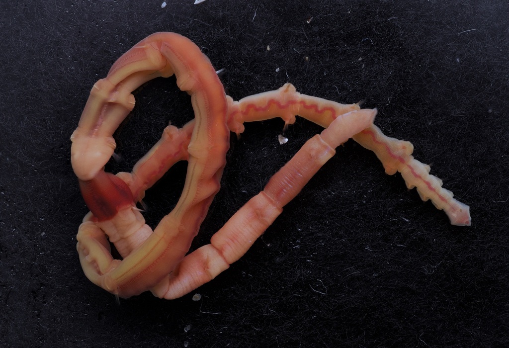 Leiochone leiopygos