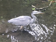 Ardea cinerea