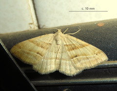 Chiasmia furcata