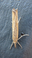 Pediasia dorsipunctellus