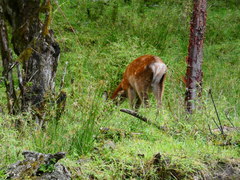 Cervus canadensis macneilli