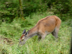 Cervus canadensis macneilli