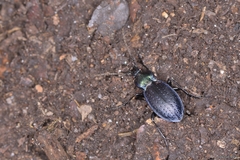 Carabus deyrolei