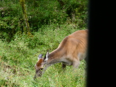 Cervus canadensis macneilli