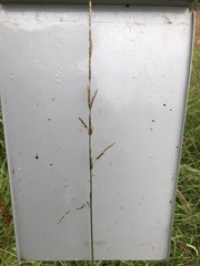 Arctagrostis latifolia