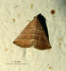 Eublemma baccatrix