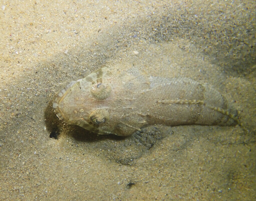 Mud flathead (Ambiserrula jugosa) — Platycephalidae