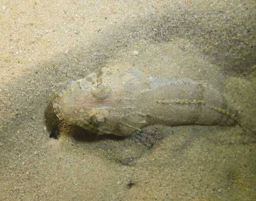 Mud flathead (Ambiserrula jugosa) — Platycephalidae