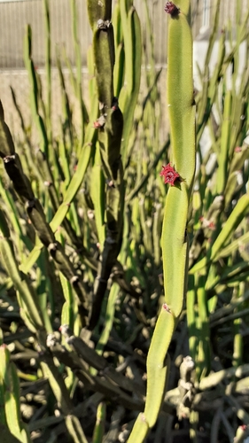 Euphorbia sipolisii