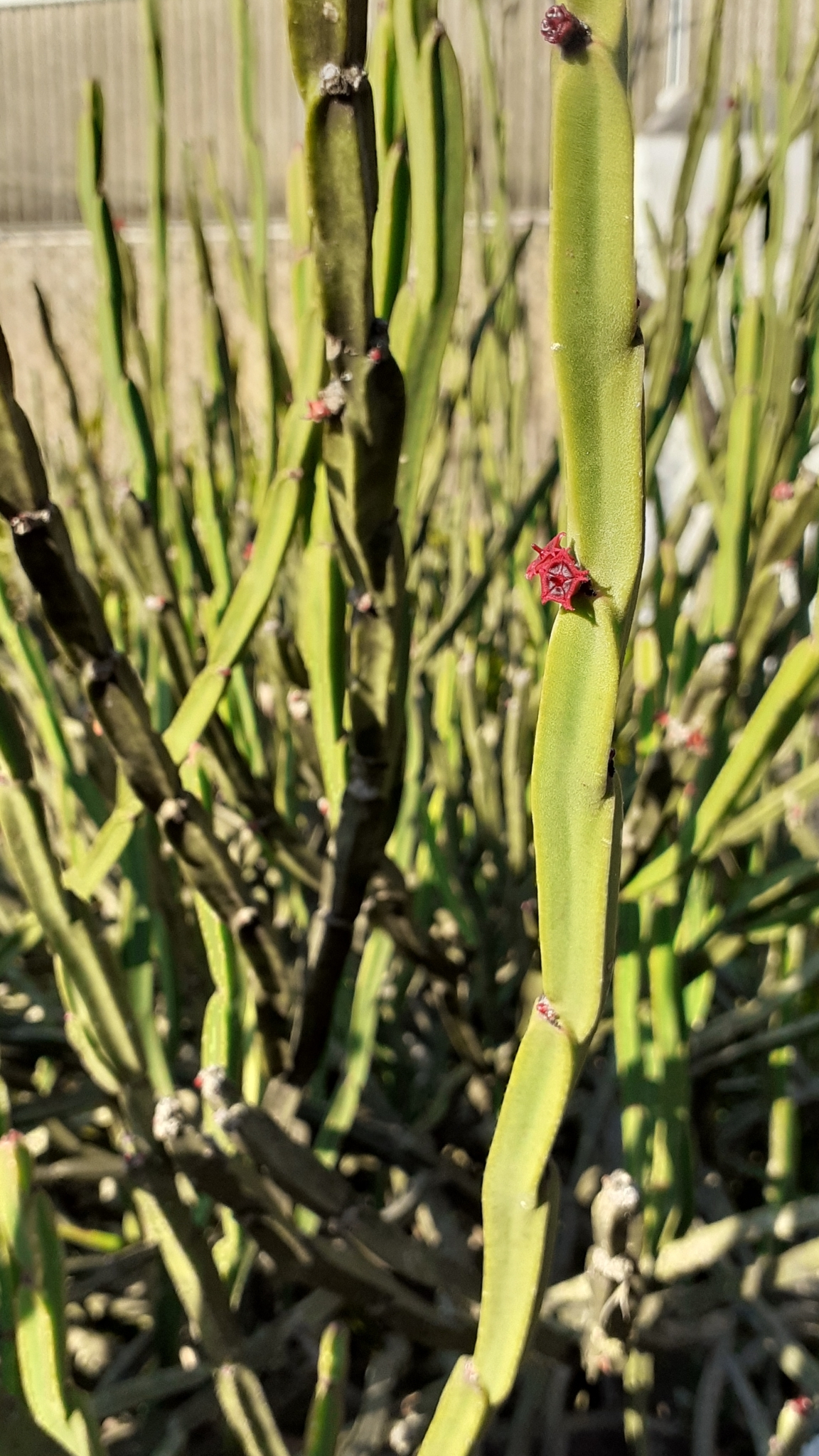 Euphorbia sipolisii