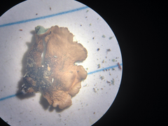 Parmotrema gardneri