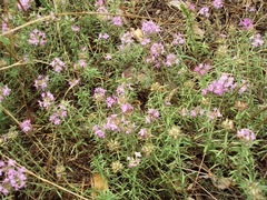 Thymus pallasianus