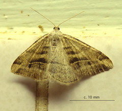Chiasmia furcata