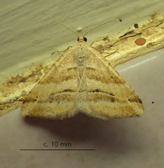 Chiasmia furcata