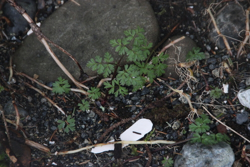 Image of Conioselinum gmelinii by (c) Abby Hyde, some rights reserved (CC BY)