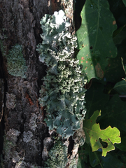Parmotrema gardneri