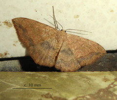 Scopula pulchellata rufinubes