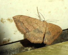 Scopula pulchellata rufinubes