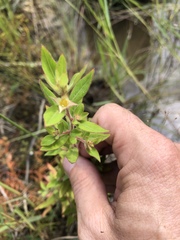 Ludwigia pilosa