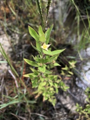Ludwigia pilosa