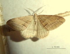 Chiasmia furcata