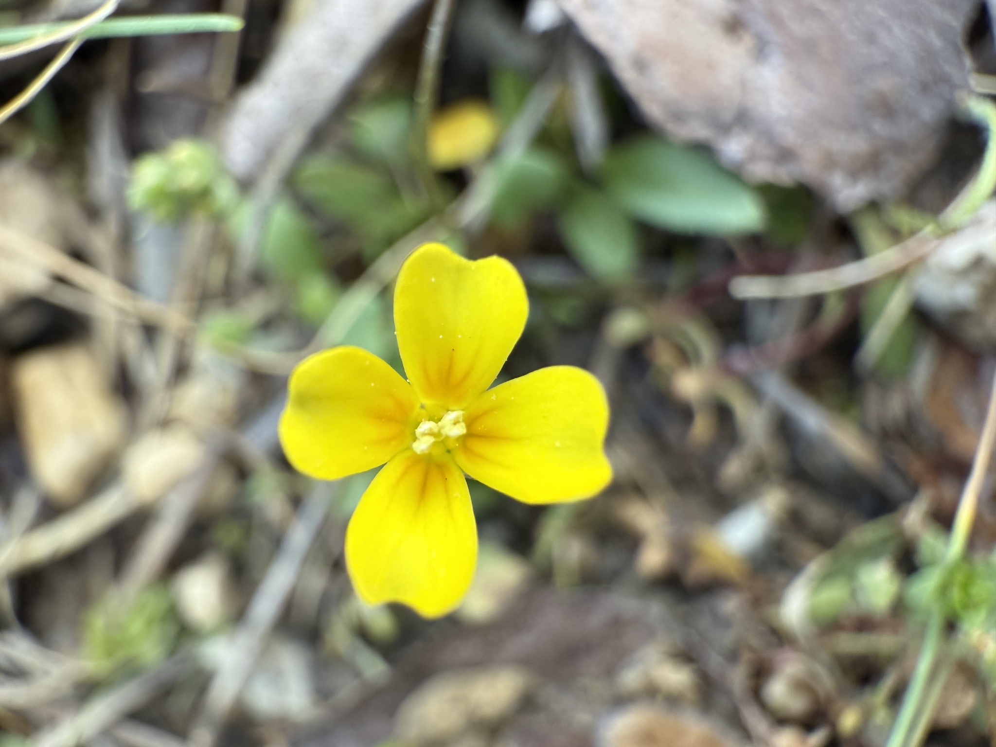 Imagem de Leavenworthia exigua não possui um nome popular amplamente reconhecido no Brasil