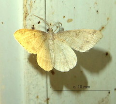 Chiasmia inconspicua