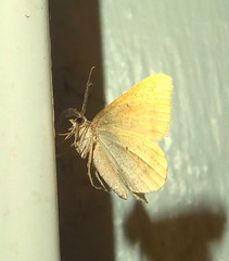 Chiasmia inconspicua