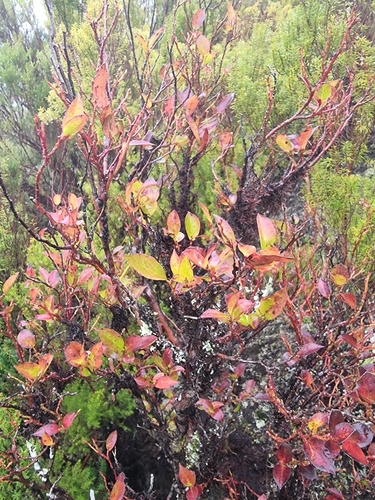 Image of Vaccinium padifolium by (c) Vítor Jorge, some rights reserved (CC BY)