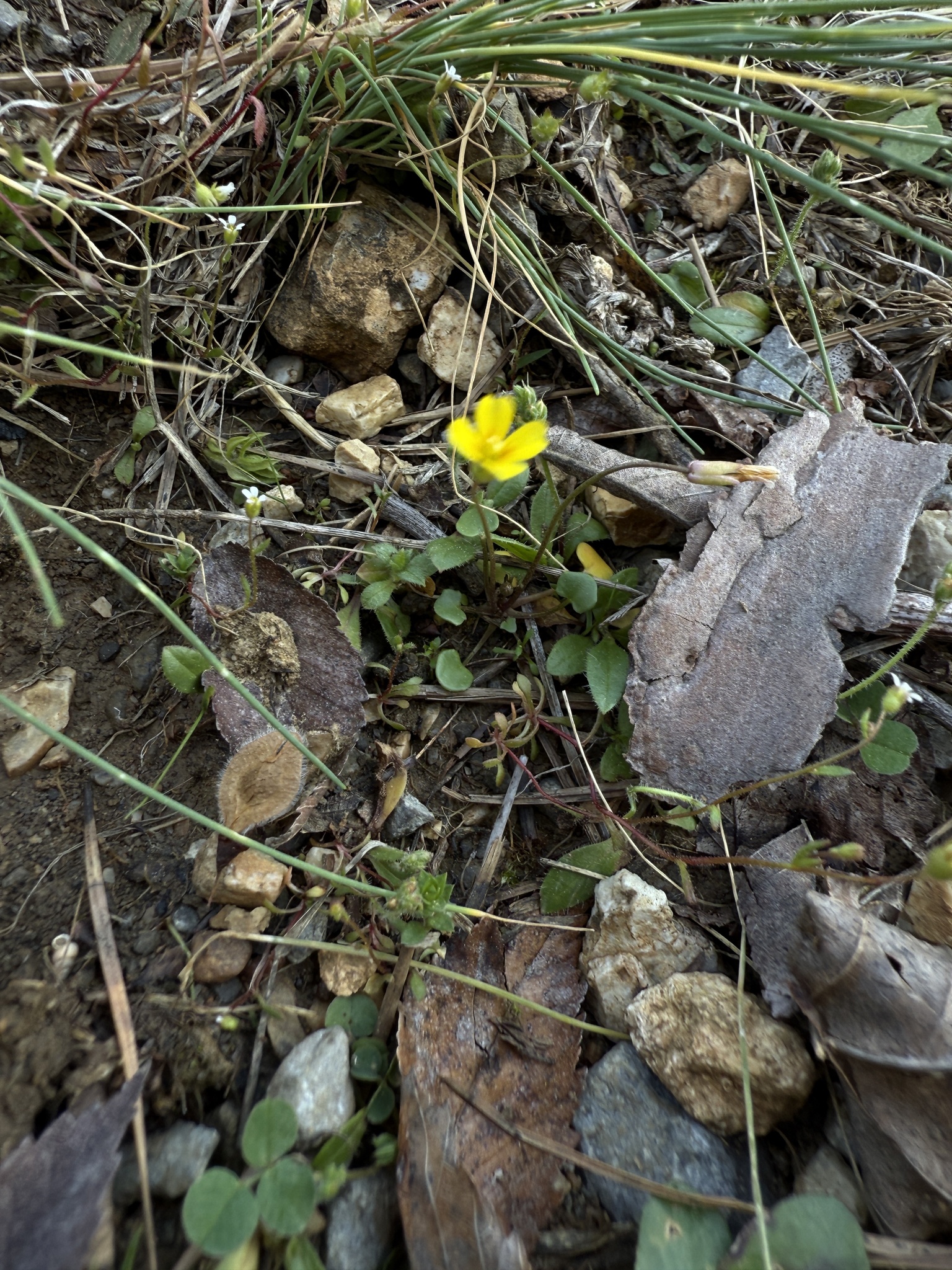 Imagem de Leavenworthia exigua não possui um nome popular amplamente reconhecido no Brasil