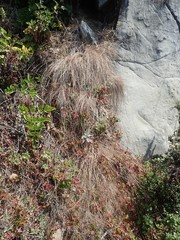 Melica californica