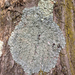 Mealy Speckled Shield Lichen - Photo (c) Tomás Curtis, some rights reserved (CC BY-NC), uploaded by Tomás Curtis