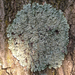 Reticulate Shield - Photo (c) Tomás Curtis, some rights reserved (CC BY-NC), uploaded by Tomás Curtis