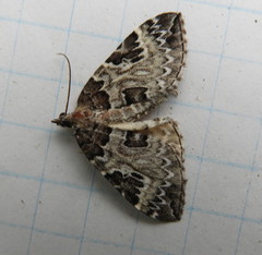 Eulithis explanata