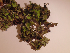 Tuckermanopsis ciliaris