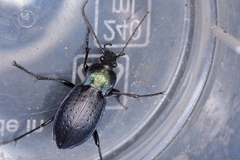 Carabus deyrolei