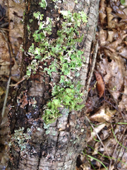 Tuckermanopsis ciliaris
