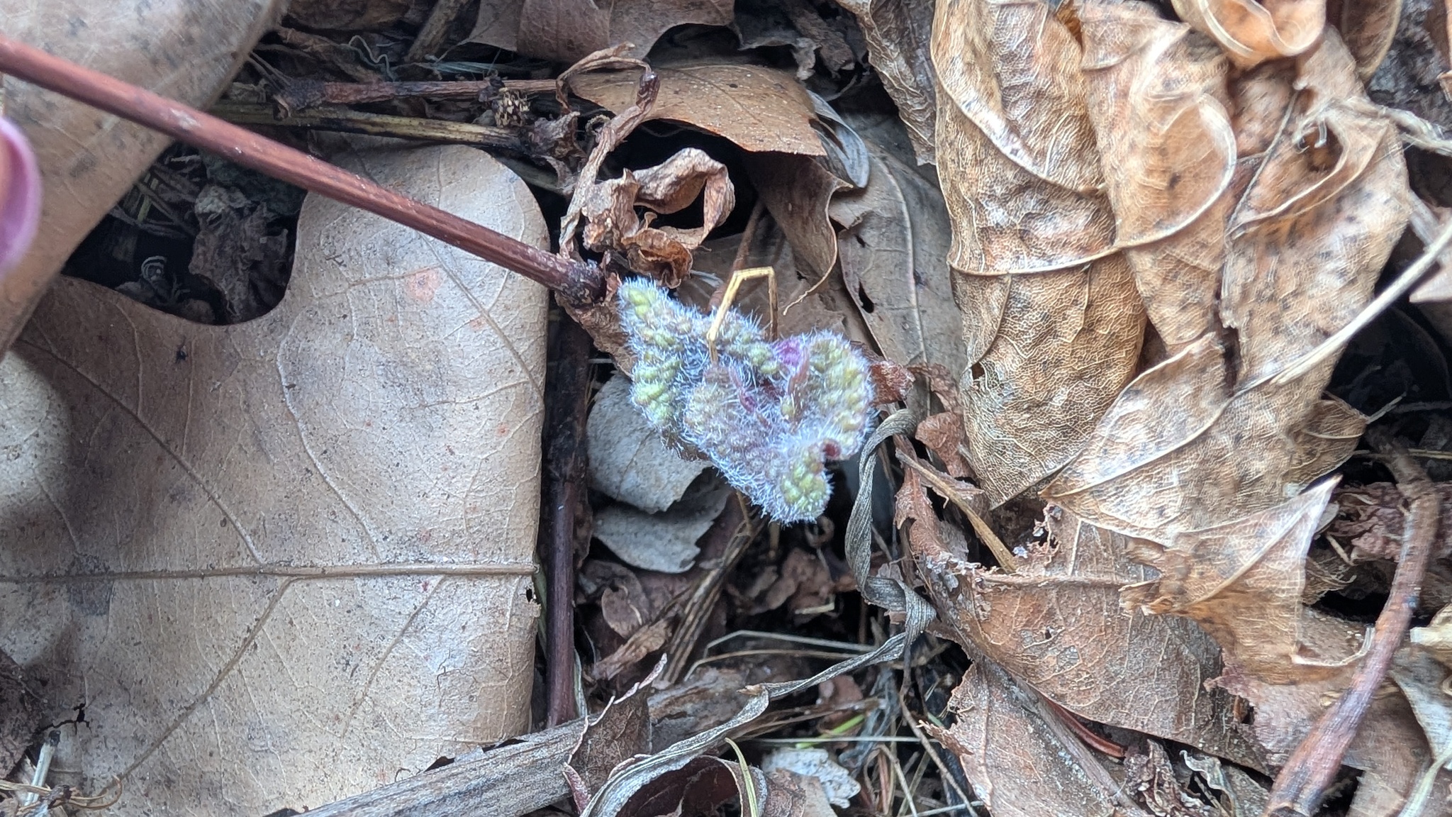 Imagem de Hortelã-anis