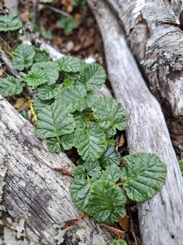 Image of Rubus geoides by (c) Cecilia Briceño, some rights reserved (CC BY-SA)