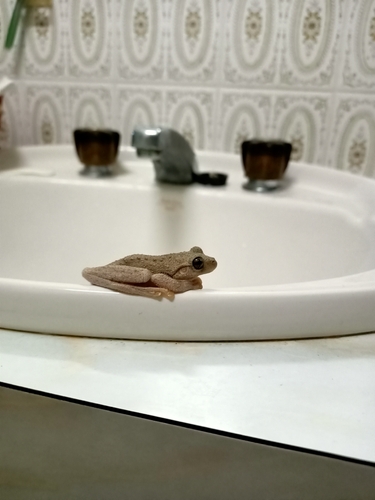 Peron's Tree Frog, Lilli Pilli NSW 2536, Australia, photo 7 of 10