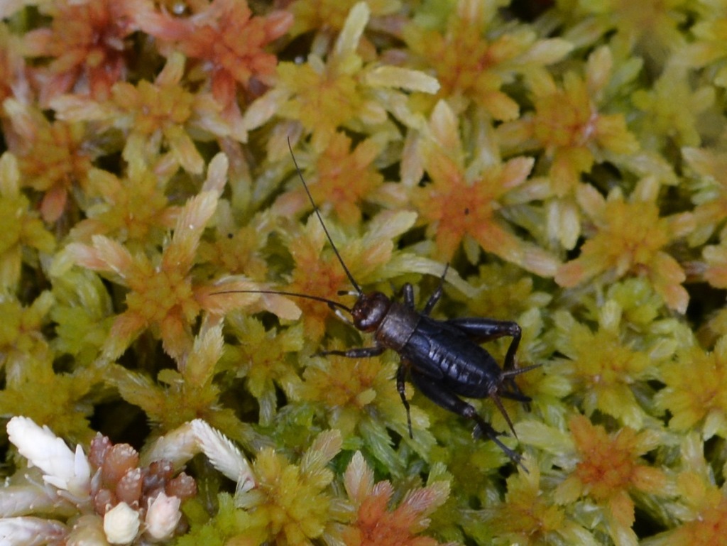 Sphagnum Ground Cricket
