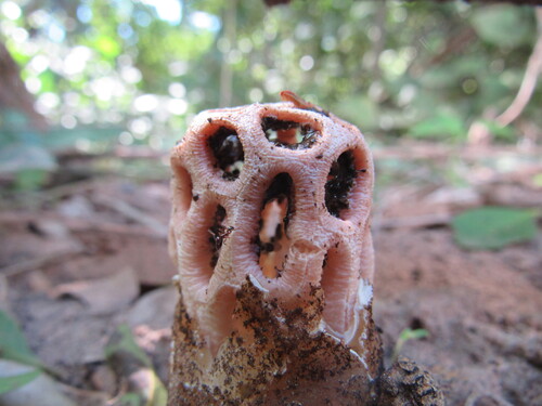 Clathrus argentinus