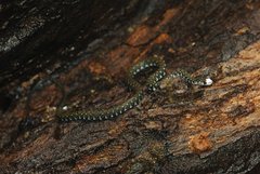 Hebius flavifrons
