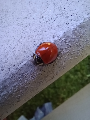 LeConte's Giant Lady Beetle photographed in Utah