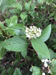 Cornus sericea