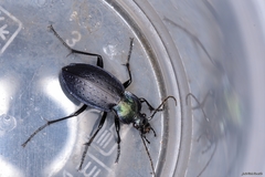 Carabus deyrolei