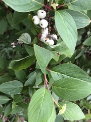 Cornus sericea