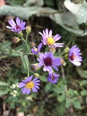 Symphyotrichum laeve