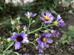 Symphyotrichum laeve