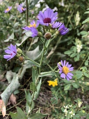 Symphyotrichum laeve